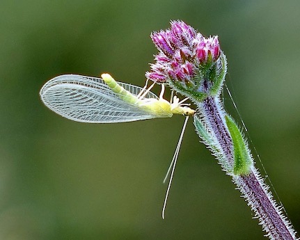 lacewing